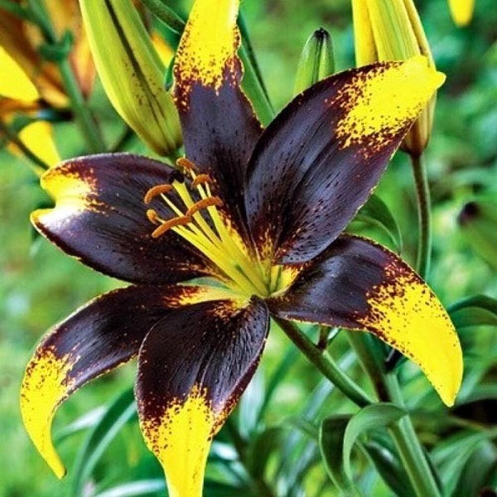 Bulbi de Crini Parfumati "Lion Heart", 1 Bucata