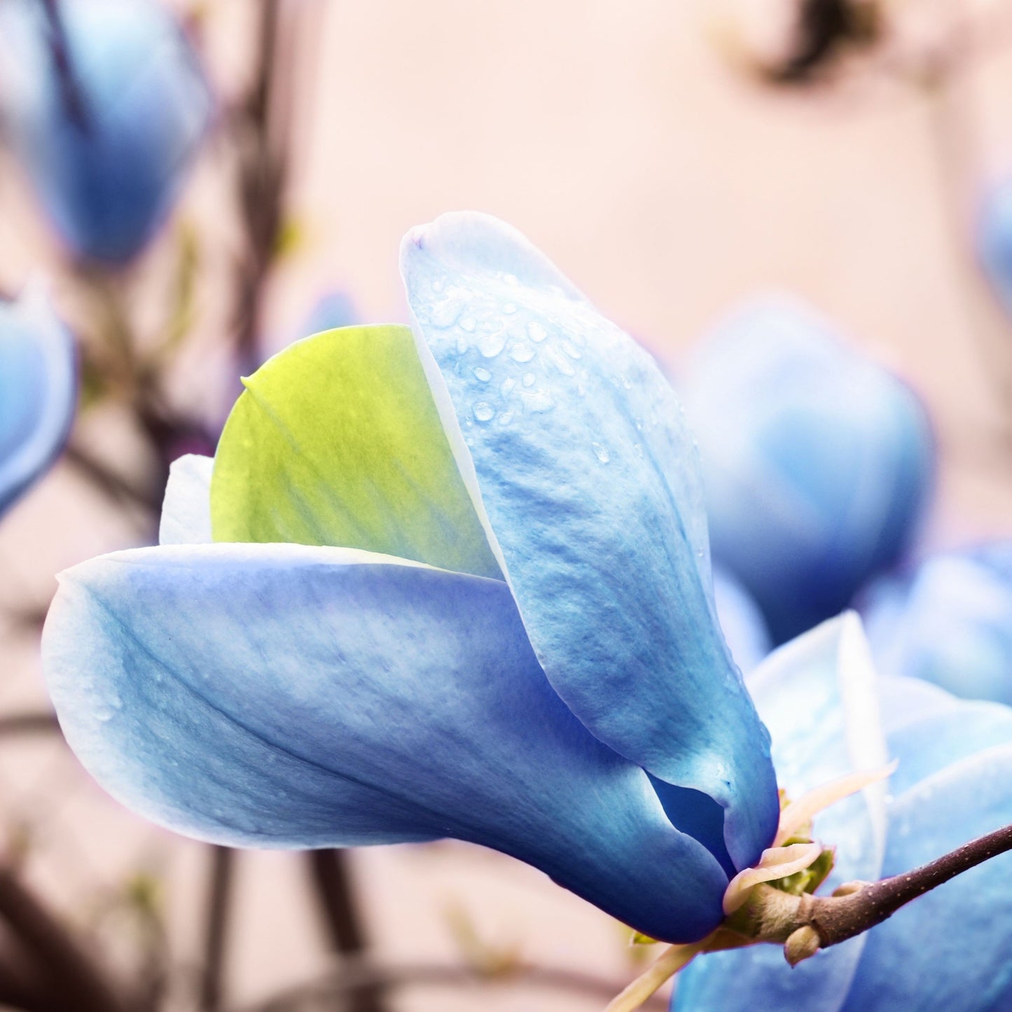Magnolie Albastra "Blue Opal" - Ghiveci 5L - H 80-100cm