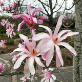 Magnolie "Stellata Rosea" la Ghiveci - H 40-50cm