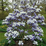 Magnolie Albastra "Blue Opal" - Ghiveci P9 - H 30-40cm