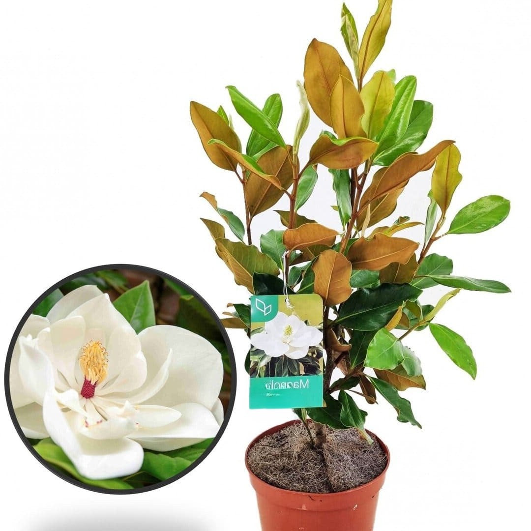 Magnolie Grandiflora Vesnic Verde la Ghiveci 5L H 80-100cm