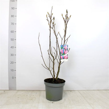 Magnolie Albastra "Blue Opal" - Ghiveci 5L - H 80-100cm