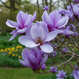 Magnolie Mov "Purple Blue" la Ghiveci - H 40-50cm