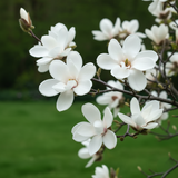 Magnolie Alba "White Snow" la Ghiveci - H 40-50cm