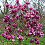 Magnolie Violet "Black Tulip" - Ghiveci P9 - H 30-40cm