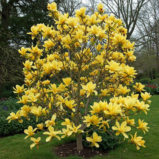 Magnolie Galbena "Gold Sun" - Ghiveci 2L - H 50-60cm