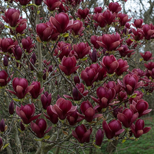 Magnolie Grena "Burgundy Genie" - Ghiveci 2L - H 50-60cm