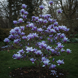 Magnolie "Violet Passion" - Ghiveci P9 - H 30-40cm
