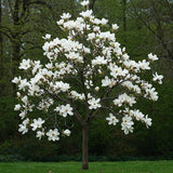 Magnolie Alba "White Snow" - Ghiveci P9 - H 30-40cm