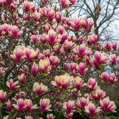 Magnolie "Yellow Pink" - Ghiveci 5L - H 80-100cm