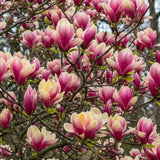 Magnolie "Yellow Pink" - Ghiveci P9 - H 30-40cm
