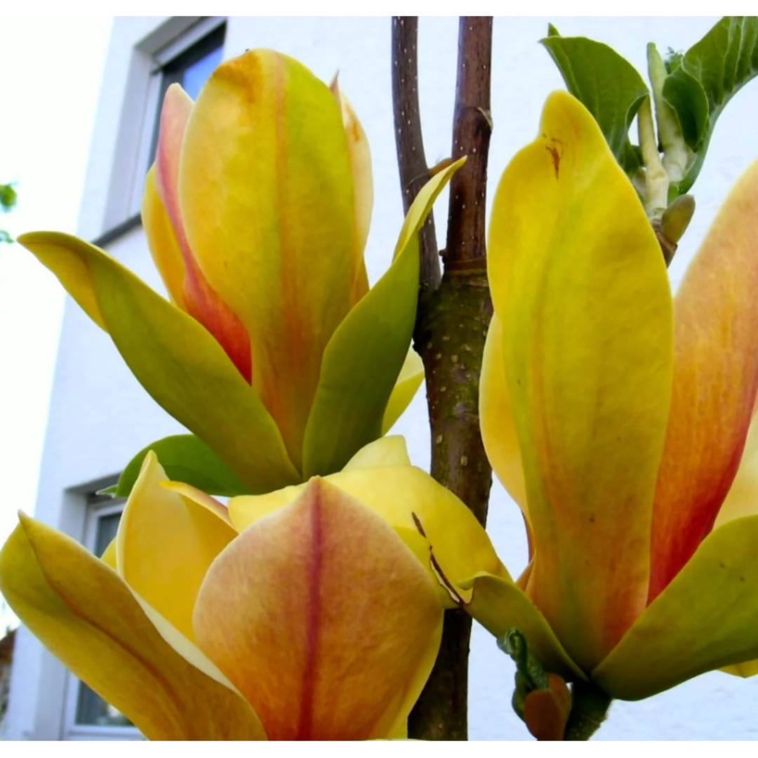 Magnolie "Sunsation" la Ghiveci - H 40-50cm