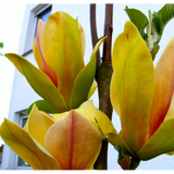 Magnolie "Sunsation" la Ghiveci - H 40-50cm