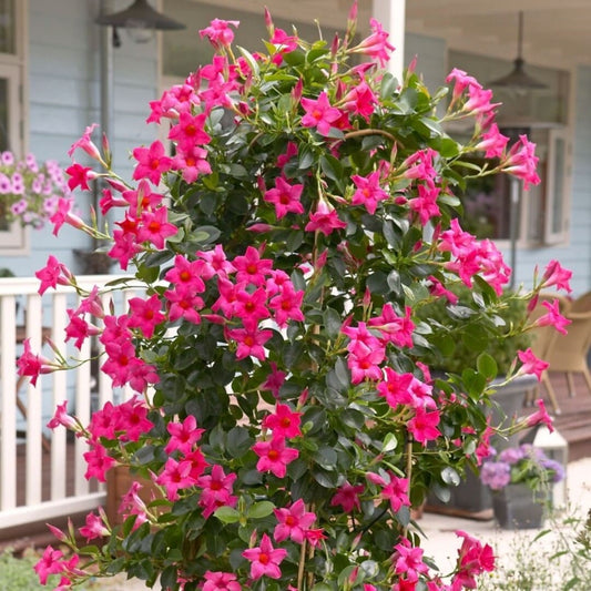 Dipladenia Roz la Ghiveci 2L - 30-40cm