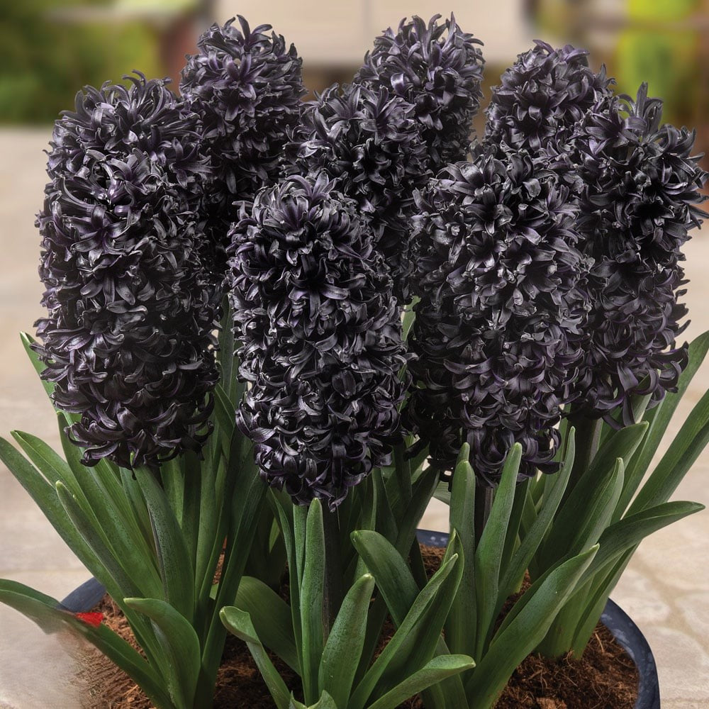 Bulbi de Zambile Parfumate "Midnight Mystic", 3 Bucati