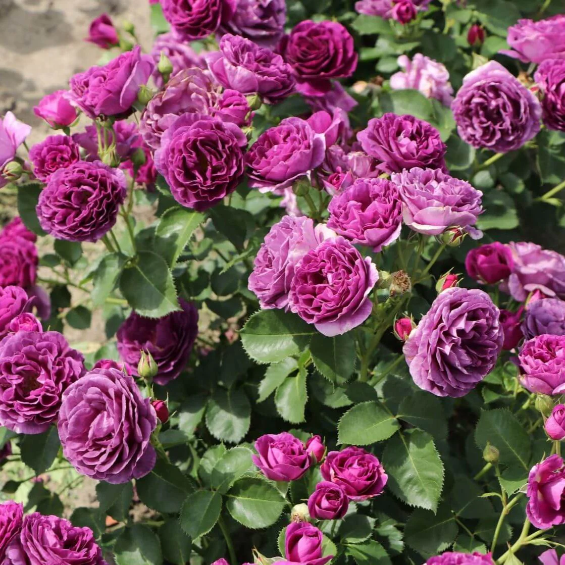 Trandafir Parfumat Floribunda "Minerva", Anul 4