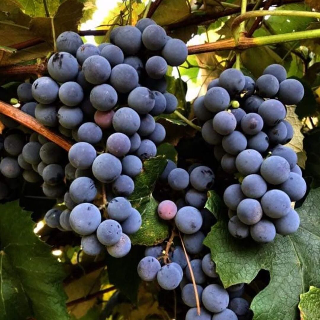 Butas Vita de Vie "Muscat de Adda", Anul 3 - Radacina Libera