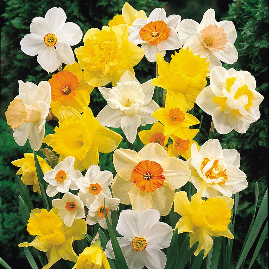 Bulbi de Narcise "Gradina Expert", 50 Bucati
