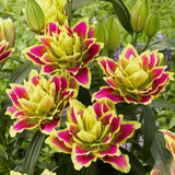 Bulbi Crini Dublii Parfumati, Giganti "Neon Pink", 2 Bucati