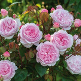 Trandafir Parfumat Floribunda "Olivia Rose", Ghiveci 3L, Anul 4