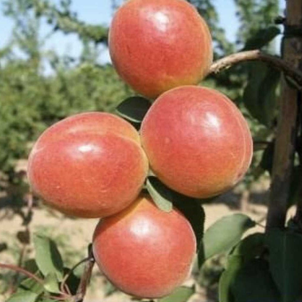 Pom Fructifer Anul 4 - Cais "Orange Ruby", Soi Vara