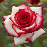 Butas Trandafir Anul 3 "Osiria" - Rădăcină Împachetată