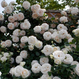 Trandafir Parfumat Urcator "White Eden Rose", Ghiveci 3L, Anul 4