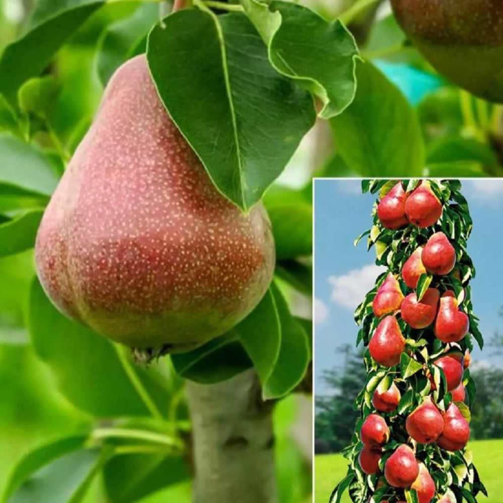 Par Columnar "Decora", Pom Fructifer Anul 3