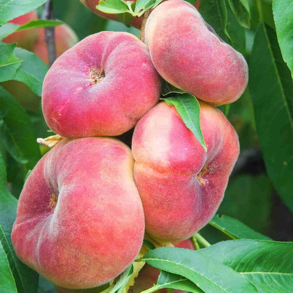 Pom Fructifer Anul 3 - Piersic Plat "Paraguay Angel, Soi Timpuriu