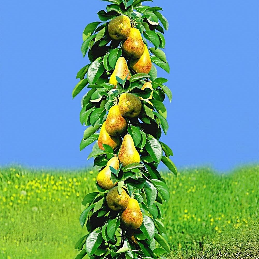 Par Columnar "Kieffer", Pom Fructifer Anul 3