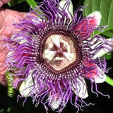 Passiflora "Caerulea Bicolor" la Ghiveci H 50cm+