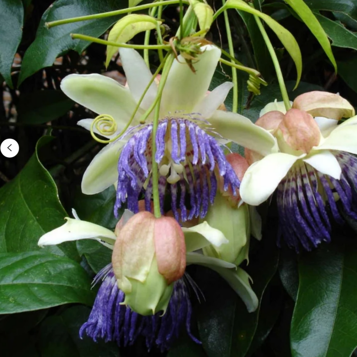 Passiflora "Caerulea White" la Ghiveci H 50cm+