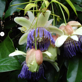 Passiflora "Caerulea White" la Ghiveci H 50cm+