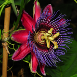Passiflora "Edulis Red Purple" la Ghiveci H 50cm+