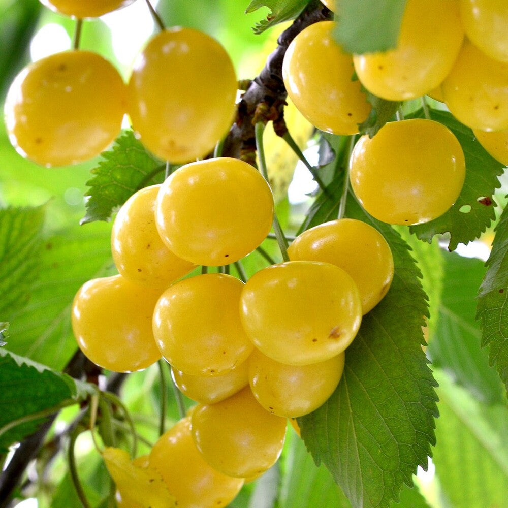 Pom Fructifer Anul 4 - Cires "Pietroase Donissen", PE ROD 180-200cm