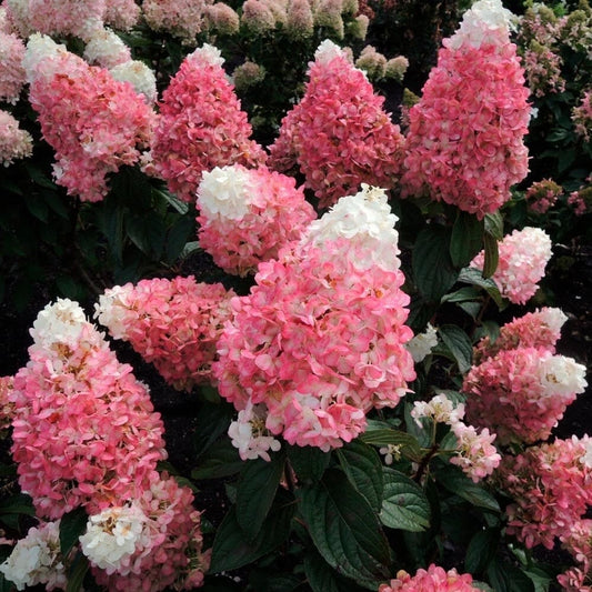 Hortensia Paniculata "Pink Lady" - Ghiveci 3L - H40-50cm