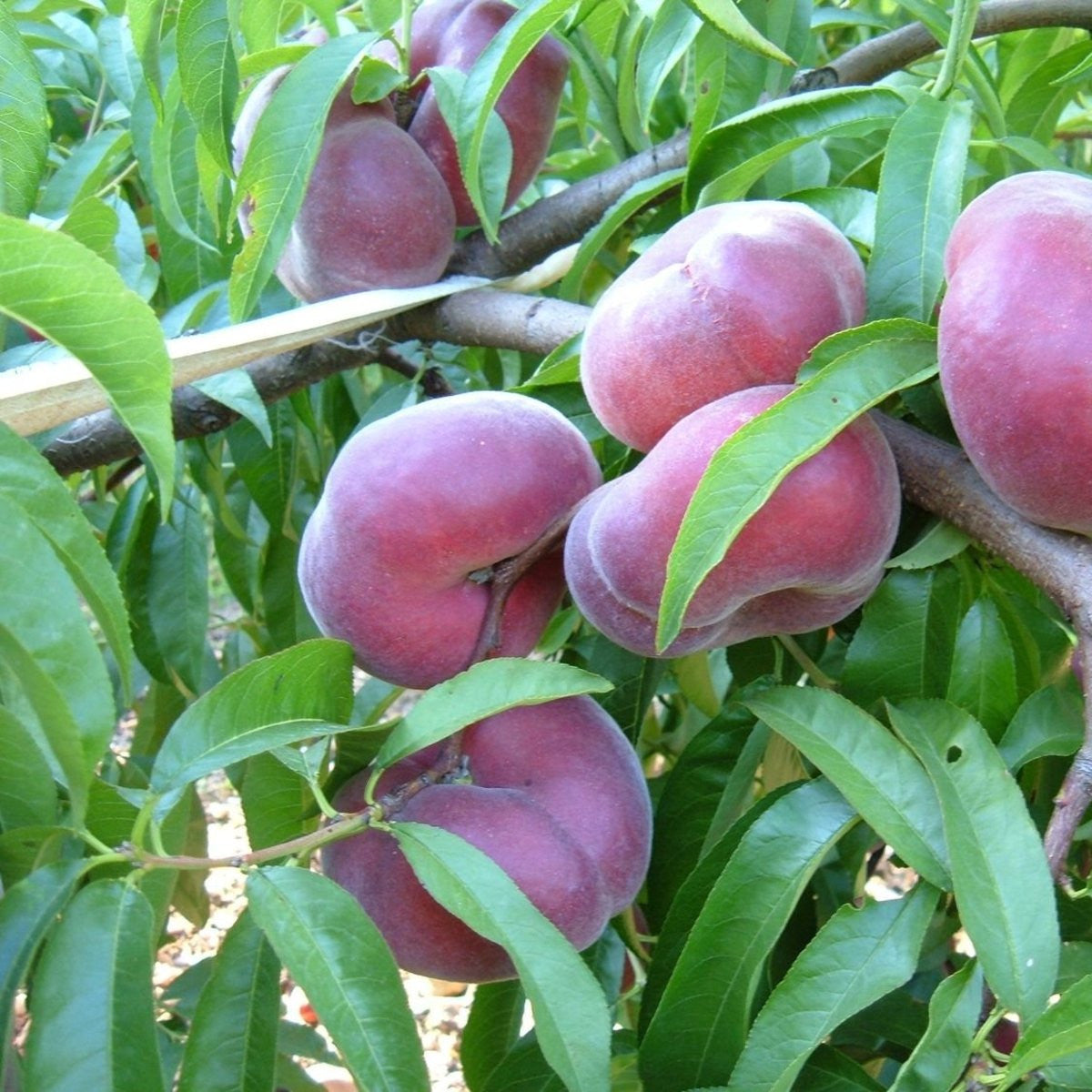 Pom Fructifer Anul 3 - Piersic "Plat Plattibelle"