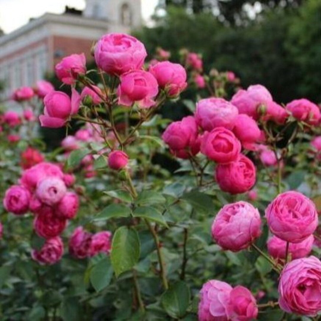Trandafir Parfumat Floribunda "Pomponella", Anul 4