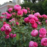 Trandafir Parfumat Floribunda "Pomponella", Ghiveci 3L, Anul 4
