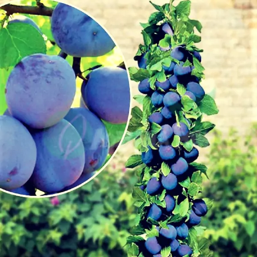 Prun Columnar "President", Pom Fructifer Anul 4