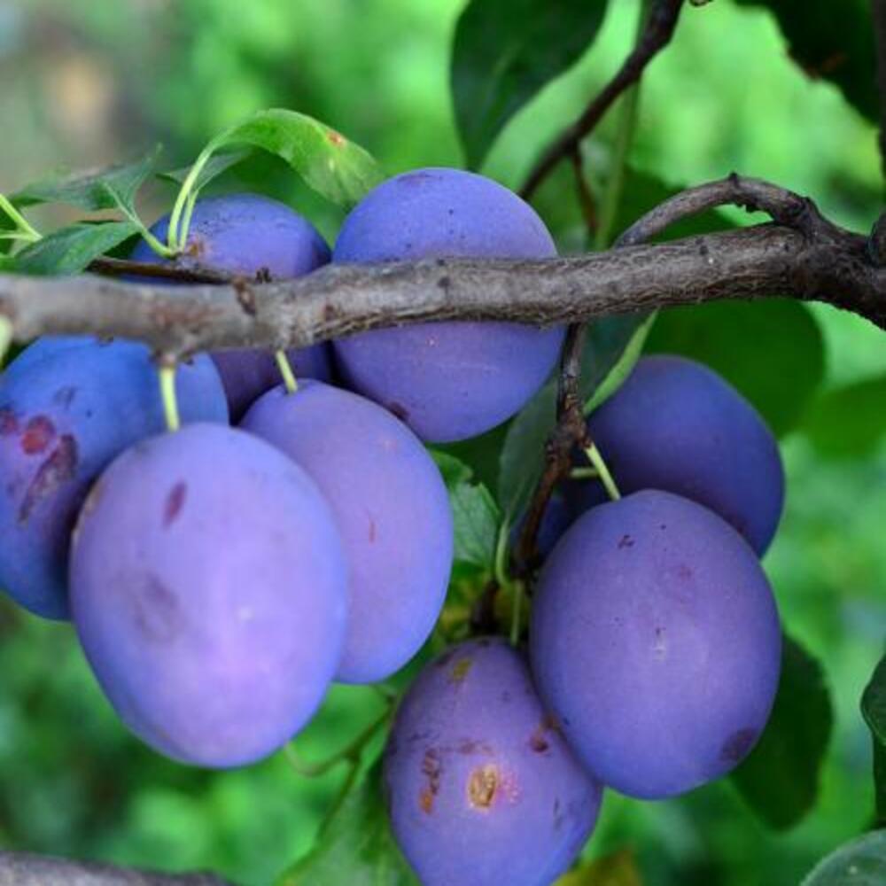 Pom Fructifer Anul 4 - Prun "Dambovita", PE ROD 180-200CM