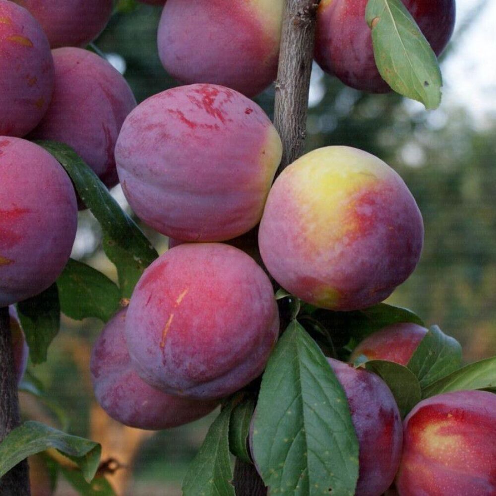 Pom Fructifer Anul 4 - Prun "Fortune", PE ROD 180-200CM