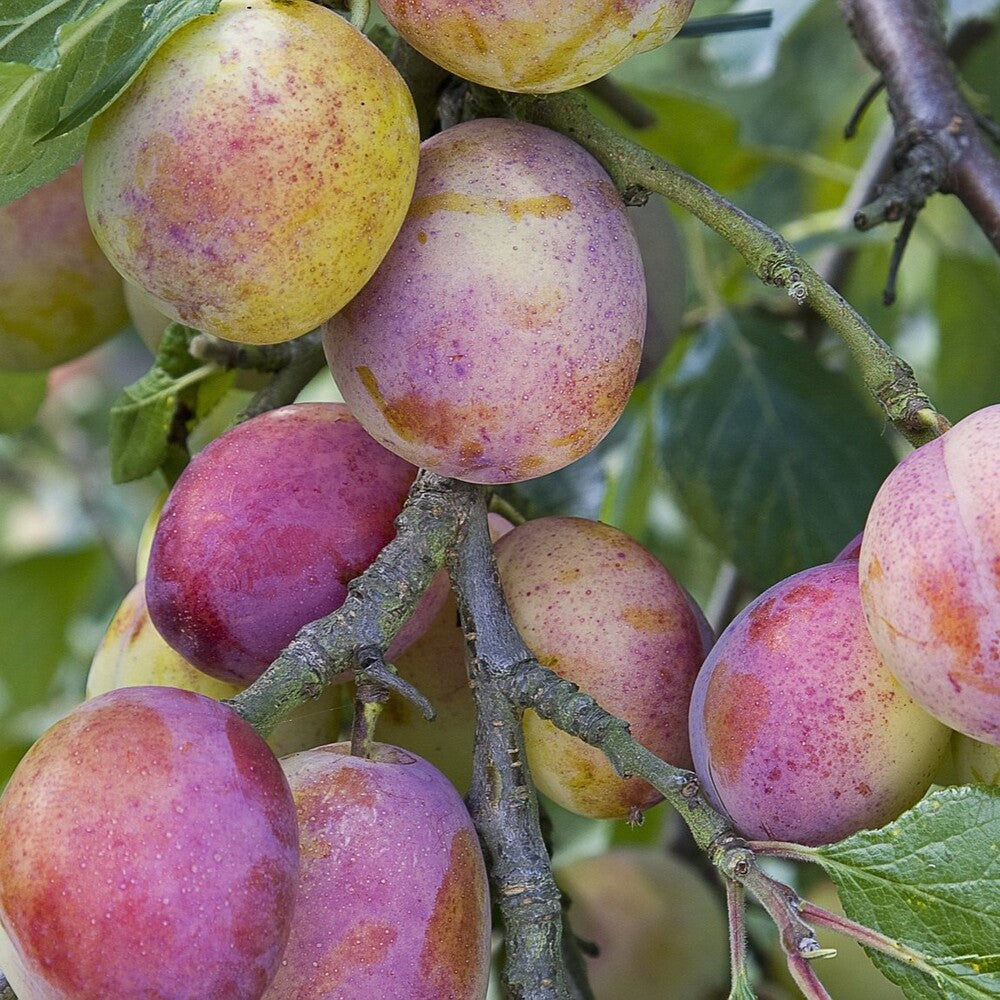 Pom Fructifer Anul 4 - Prun "Jojo", PE ROD 180-200CM