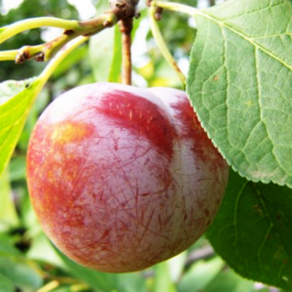 Pom Fructifer Anul 4 - Prun "Renclod Rosu", PE ROD 180-200CM