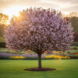 Prunus Nigra "Prun Rosu Decorativ" Ghiveci 5L H 150cm