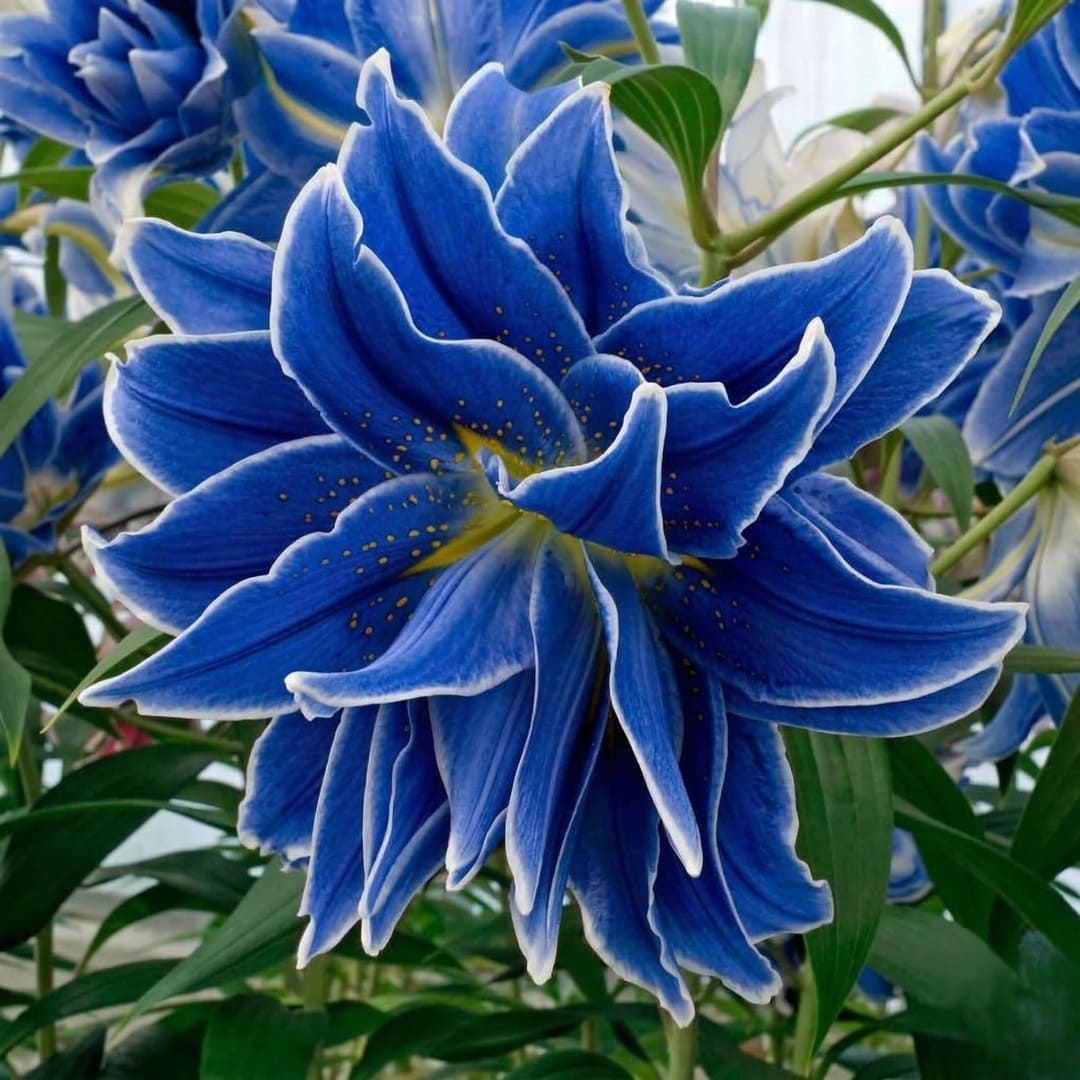 Bulbi Crini Dublii Parfumati, Giganti "Purple Lily", 2 Bucati