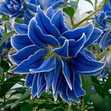 Bulbi Crini Dublii Parfumati, Giganti "Purple Lily", 2 Bucati