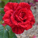 Trandafir Parfumat "Red Intuition", Ghiveci 3L, Anul 4