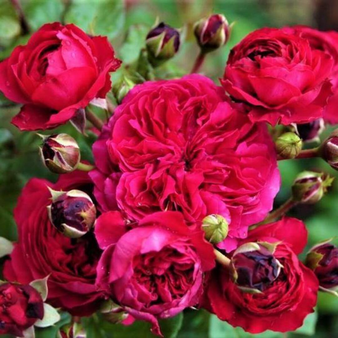 Trandafir Parfumat Floribunda "Red Leonardo da Vinci", Anul 4