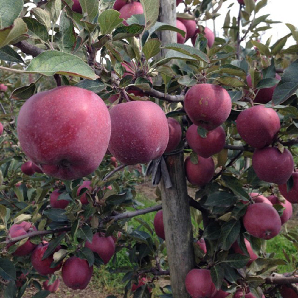 Pom Fructifer Anul 4 - Mar "Red Shar" PE ROD 180-200cm